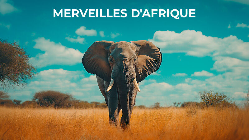 Séjour, circuit & safari