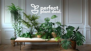 Perfect plant