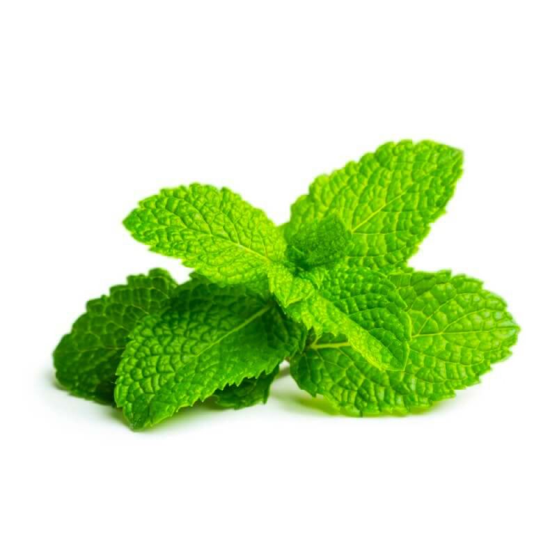 Pépinières Naudet Menthe Verte (Mentha Spicata)
