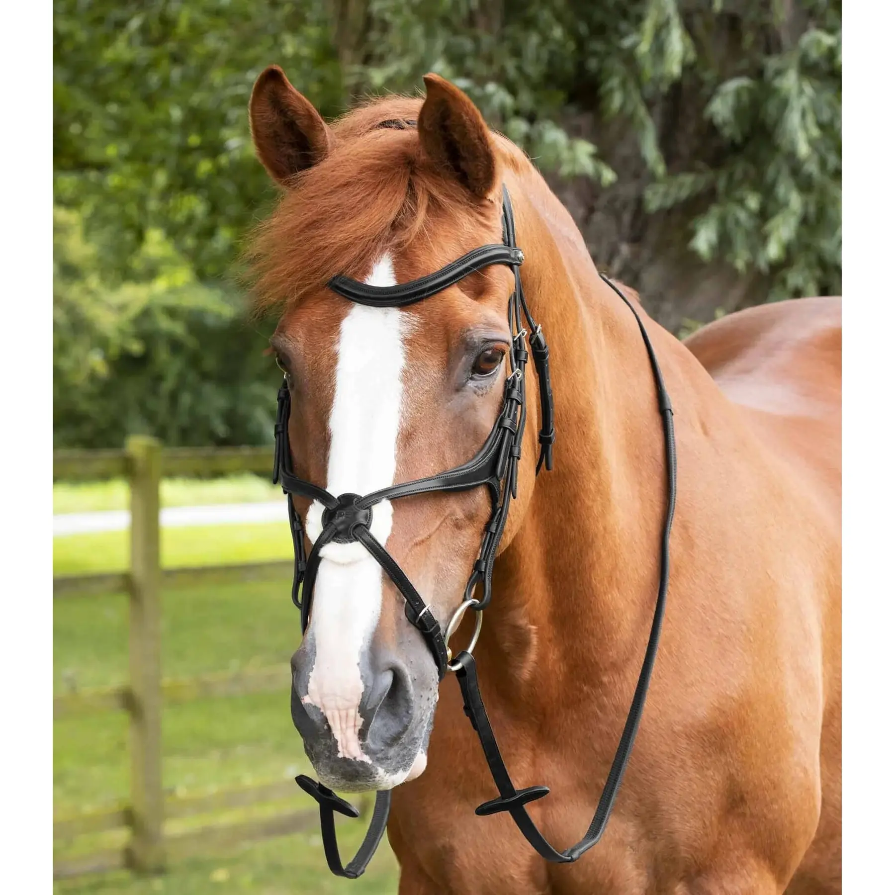 Premier Equine Rênes en caoutchouc Premier Equine Diego Pony 50"