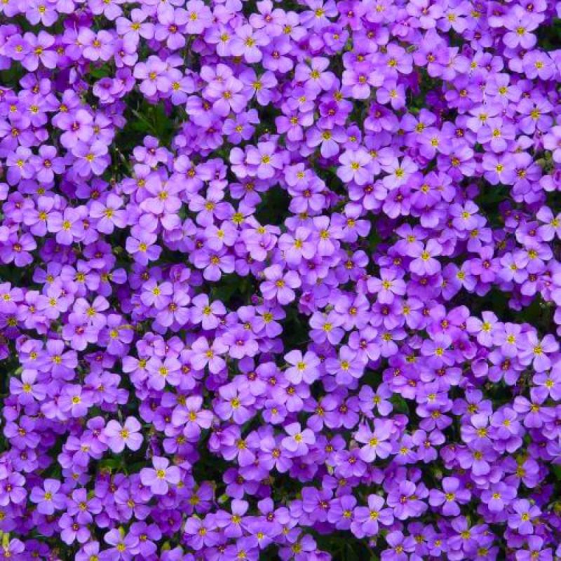 Pépinières Naudet 3 Aubriètes Royal Blue (Aubrieta 'Royal Blue')