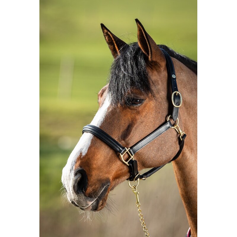 Hfi Licol en cuir doublé pour cheval HFI Raised