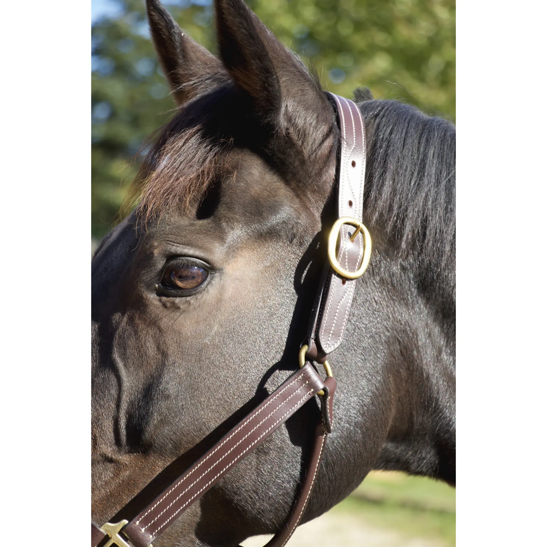 T.De.T Licol pour cheval en cuir T de T Trippled Stiched